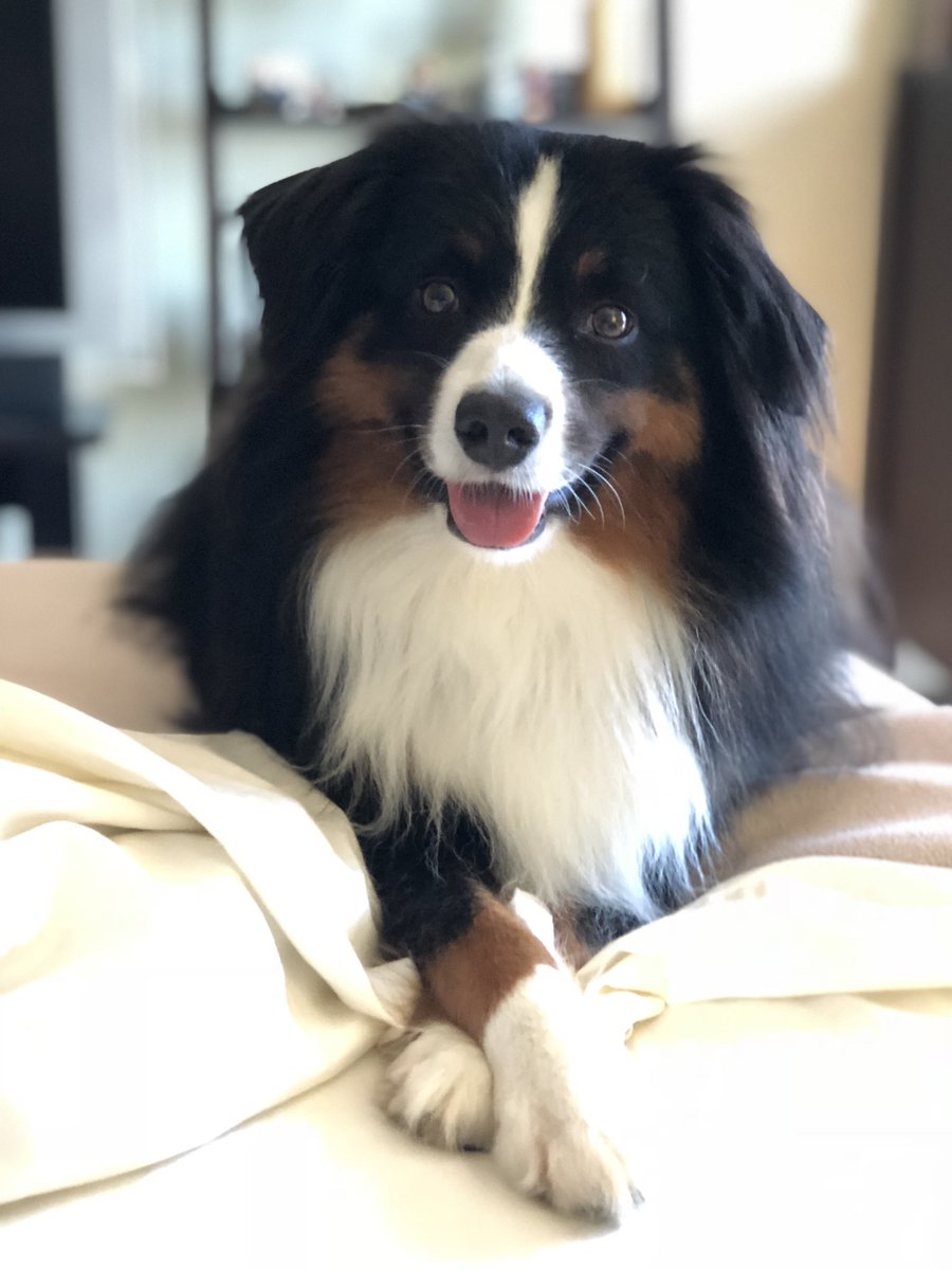 tamugrad's tweet photo. Second pup!! #BestAtHomeContest https://t.co/XvI1Q5u33y