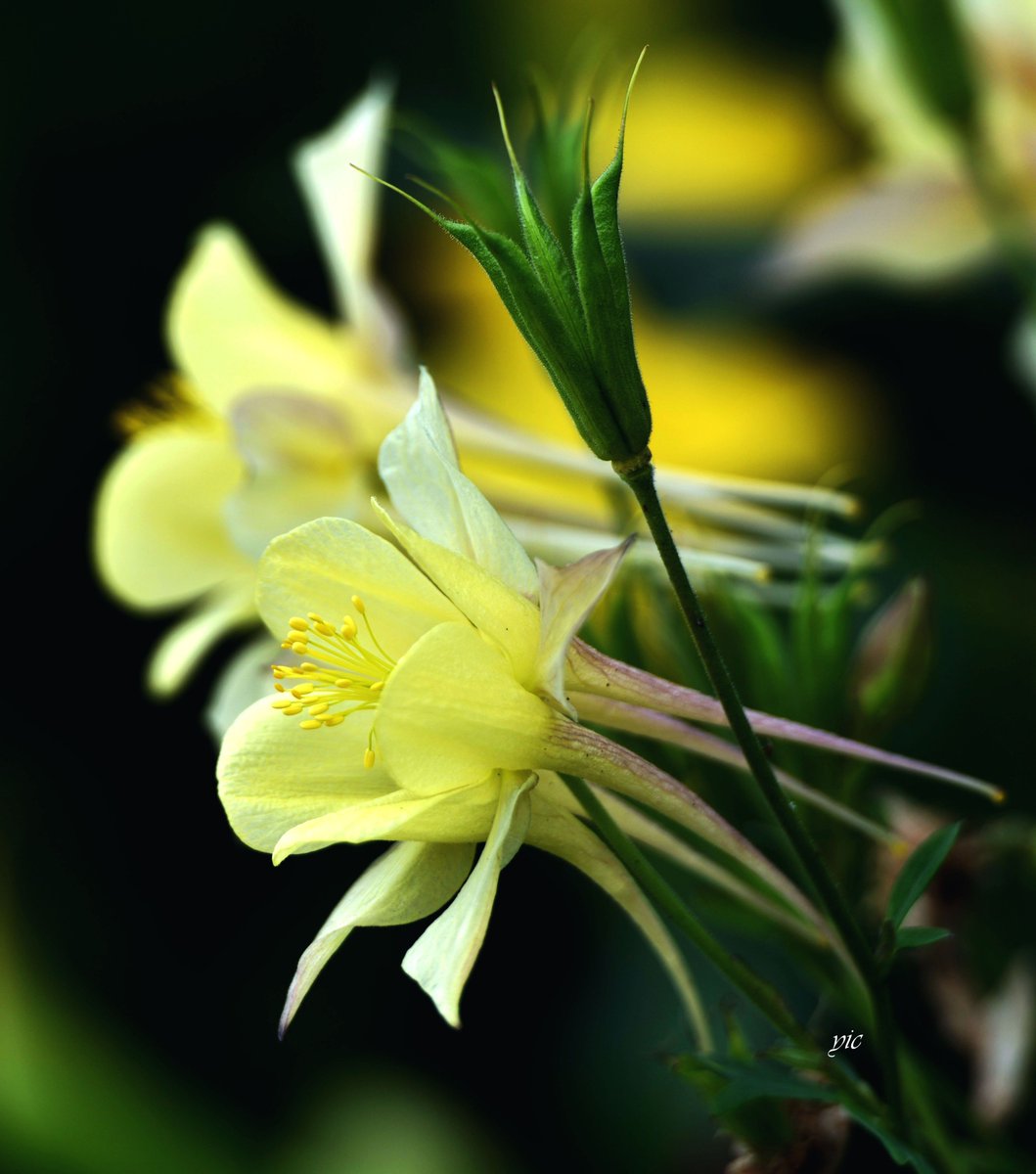 耬斗菜 (夢幻草) Columbine 
新的一年用耬斗菜花語與好友共勉之:
坦率、愚昧、奮戰到底、勝利的誓言!
#耬斗菜
#夢幻草
#Columbine