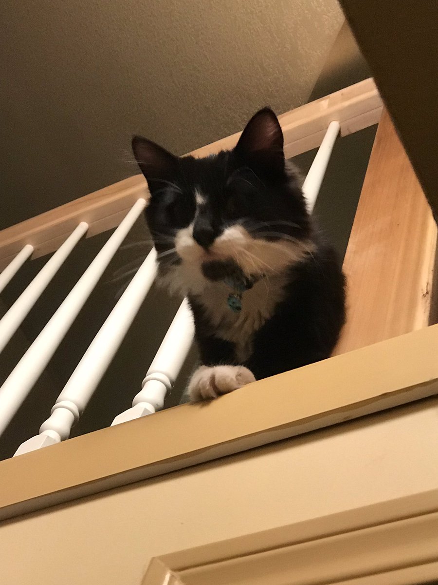 julesruth's tweet photo. What are you looking at CK? Don’t even think about jumping Dot! https://t.co/IhuOZflPJT