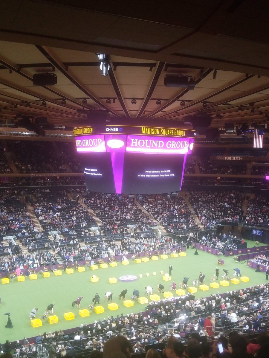 plewink's tweet photo. @WKCDOGS cheering for #HerdingWKC https://t.co/UMCrU7BoKy