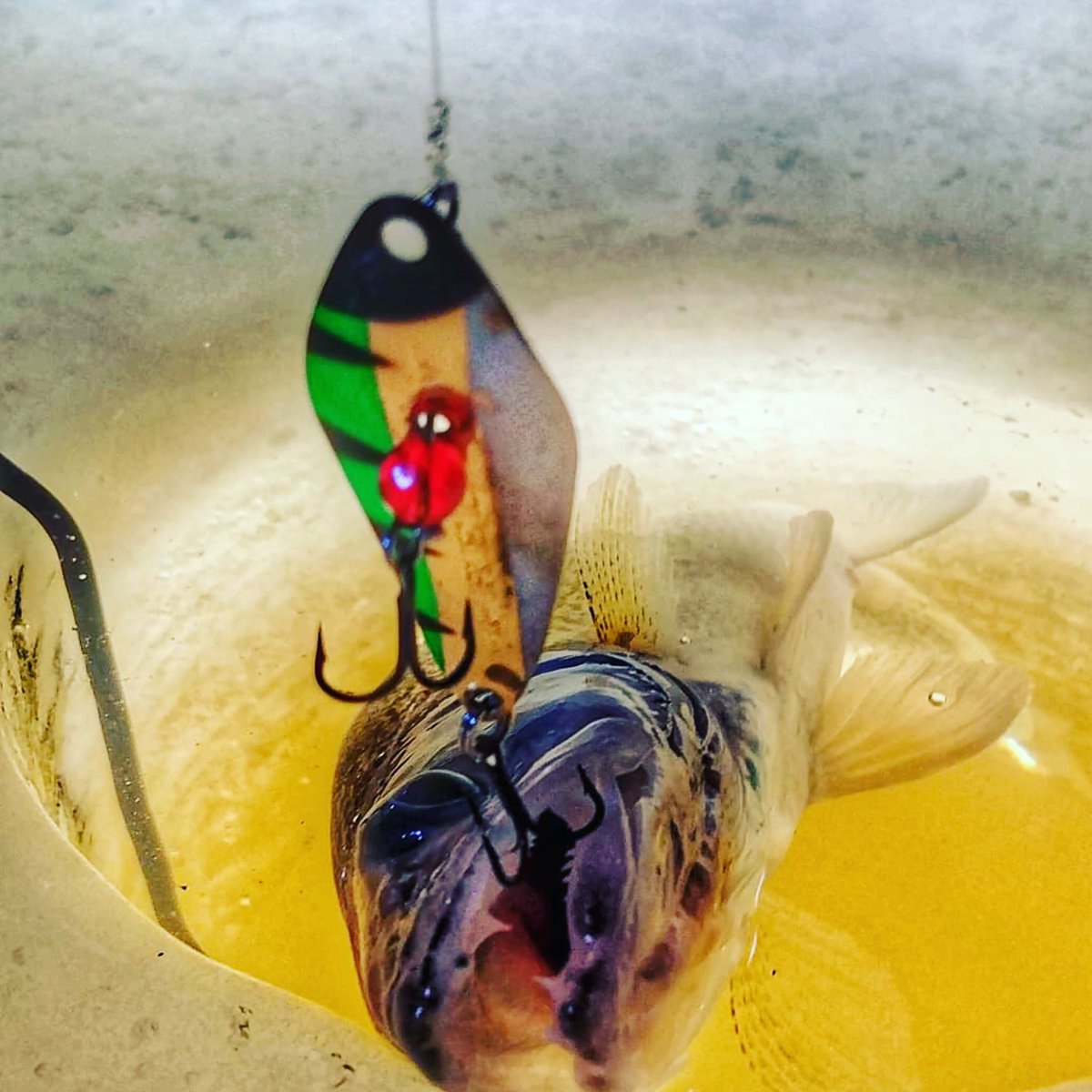 FreedomTackle's tweet photo. Hungry 👀
📸 @jeremyfishcowboyz
#Freedomtackle #freedomtackleco #howdoyouswing #Minnowspoon #ftc #FeelThePull #FishCowboyz #getinspired #fishthenorth #fishwithteeth #sportfishingontario #otteroutdoors #humminbirdfishing #twistedanglers #icefishing #walleyefishing #algomagold https://t.co/PsZdE29yd3