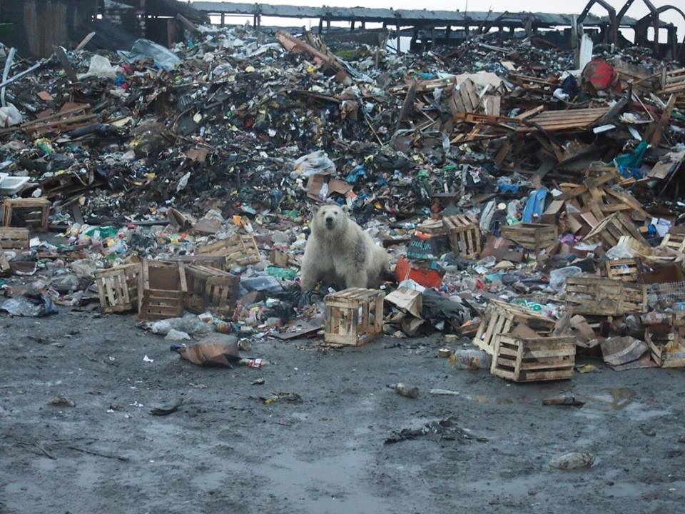 TiffanysTrends's tweet photo. These photos shouldn't exist....and yet they do. Change is now. @ClimateReality @polarbears @PolarBearTrust #climatechange #polarbears #russia https://t.co/9nC0SwfMHb