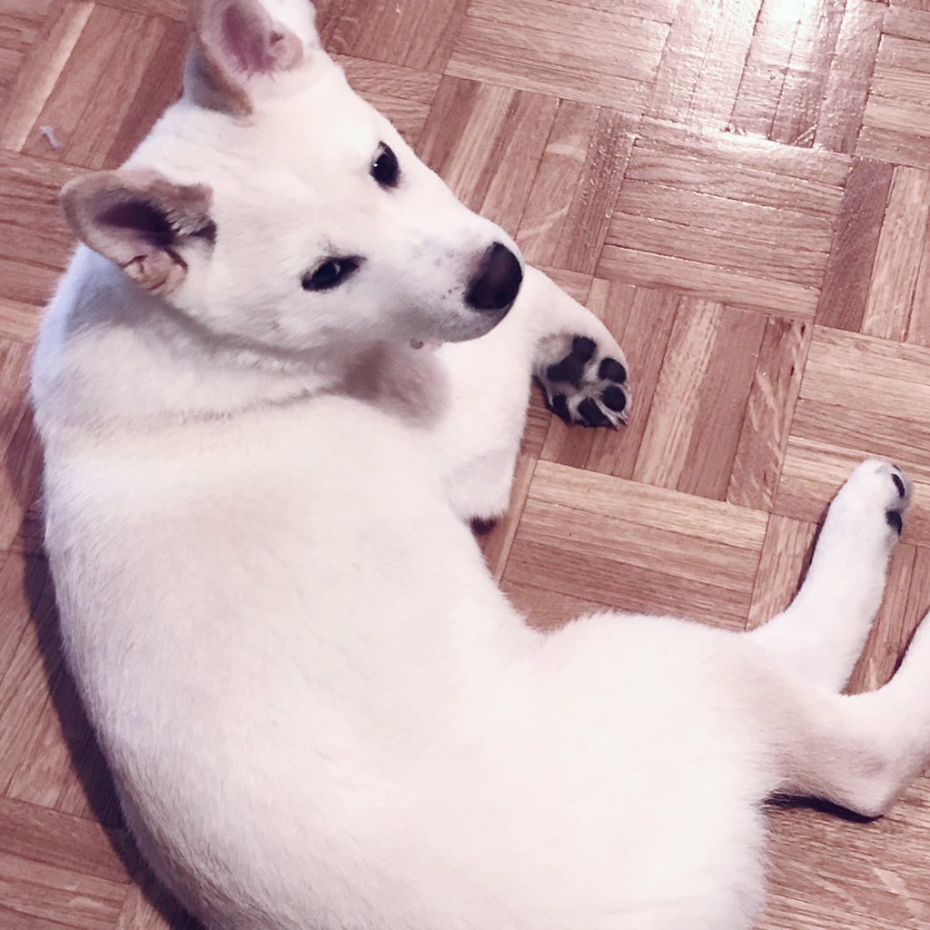 Creamshiba Hashtag On Twitter