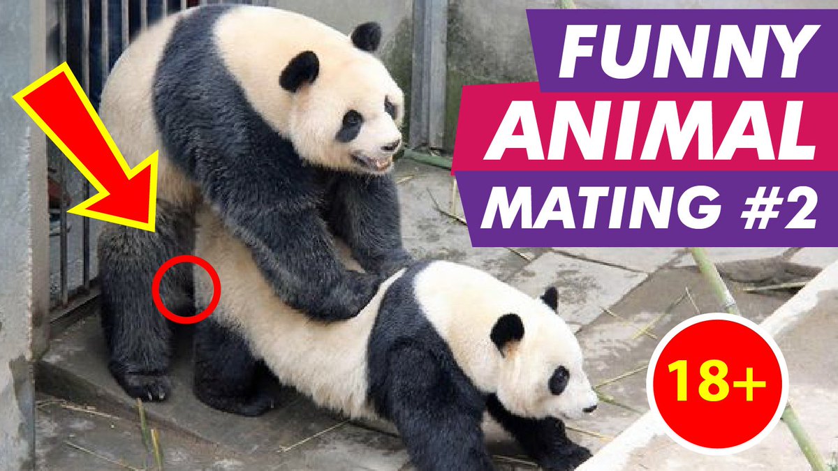 Mating animal Animals with