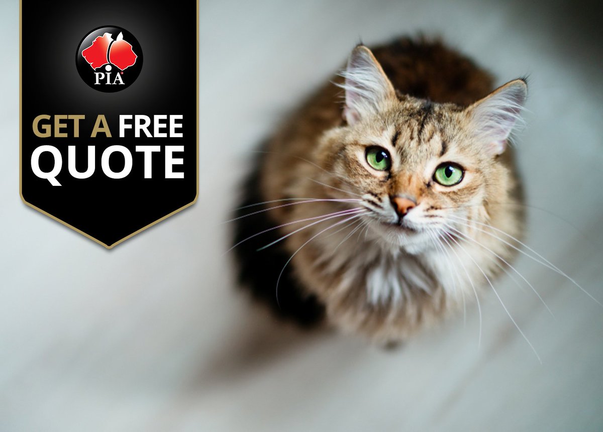 Worried if you would be able to afford #PetInsurance?
We’ve made a plan to ensure that your pet is covered according to your budget. PLUS, you’ll get 2 months FREE if you sign up for Cat Insurance today. Get your quote here: petinsuranceaustralia.com.au/cat-insurance/. *T’s &amp; C’s apply