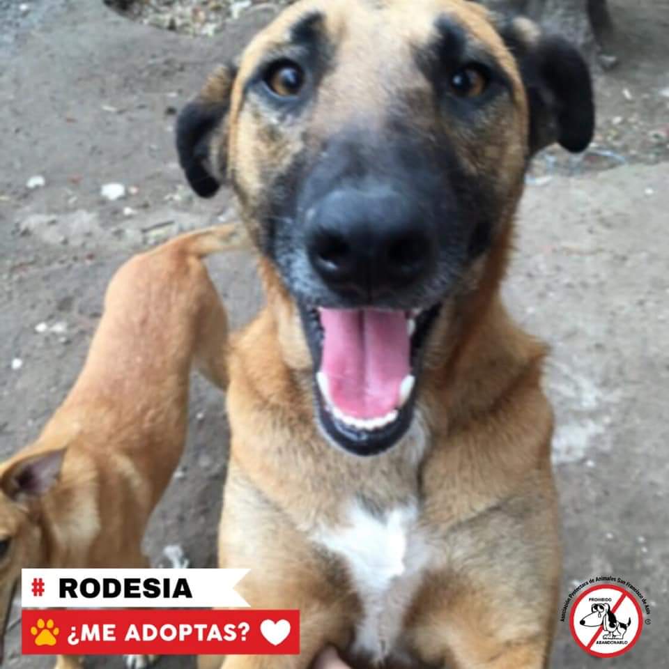 refuasis's tweet photo. Hola soy Rodesia y estoy en adopcion💛
Soy una perrita de 2/3 añitos super mimosa. Me encanta corretear por todos lados y jugar con mis amigos de canil. Me encantaría formar parte de una familia¿Me ayudas? Prometo llenarlos de amor,pelitos y lengüetazos
adopciones@refugiosfa.org https://t.co/KHlXxR6wZQ