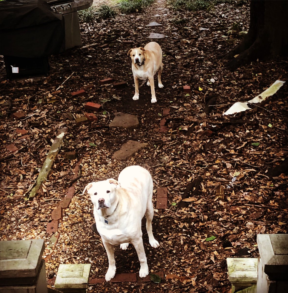 cmullis1209's tweet image. Romulus and Remus are getting a bit befuddled about the weather lately in Atlanta 😕😕 #crazyweather #romulusthepittymix #remusthepittymix #americanstaffymixofatlanta #adoptdontshop