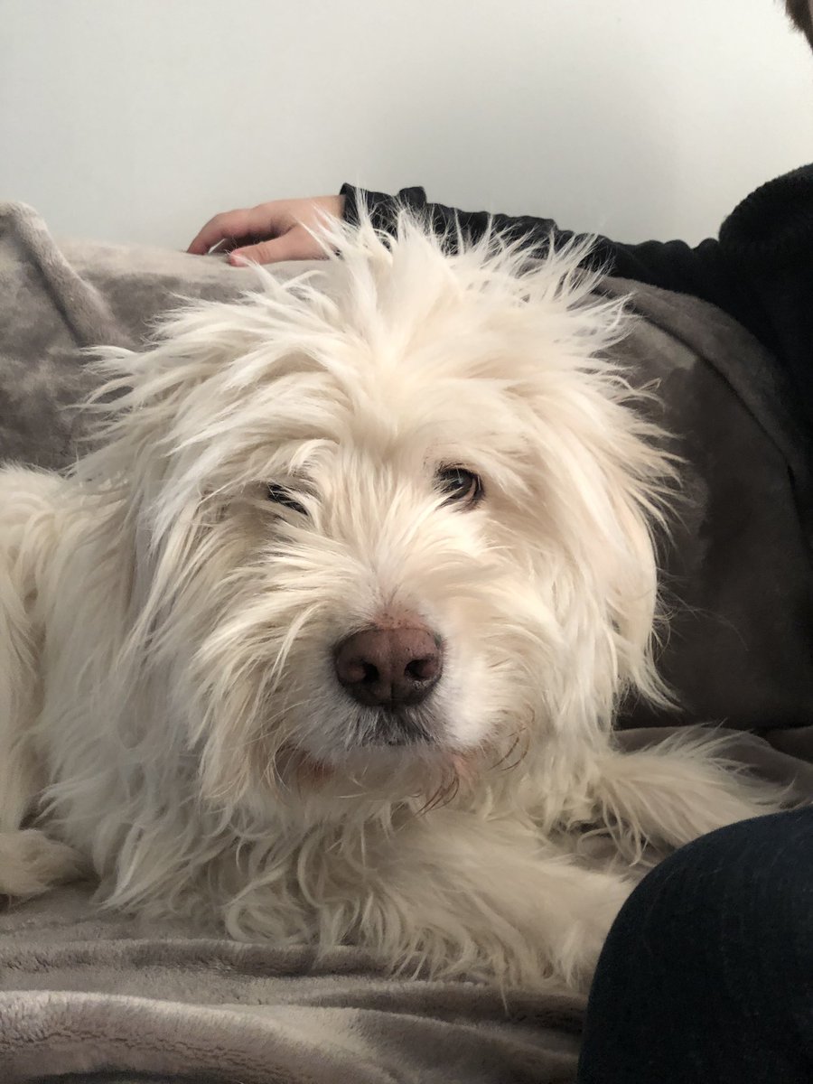 mchllbly's tweet photo. #BestAtHomeContest #WKCDogShow https://t.co/UqljcjCcKp