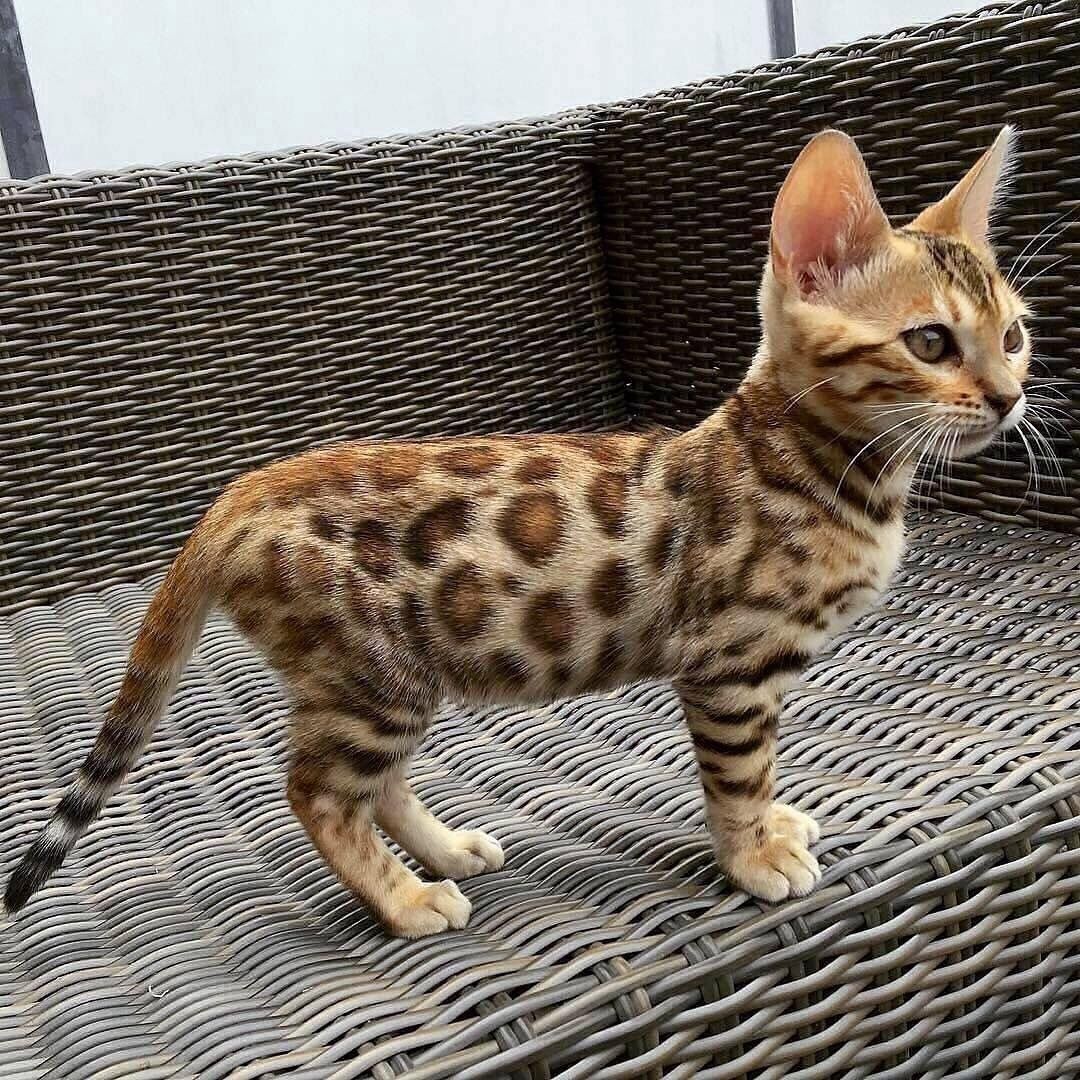 MeowMoeDotCom's tweet photo. https://t.co/FP4O4jw73o 
MeowMoe -  ... 
#Cats #Cat #Kittens #Kitten #Kitty #Pets #Pet #Meow #Moe #CuteCats #CuteCat #CuteKittens #CuteKitten #MeowMoe https://t.co/NmIjPisMD3