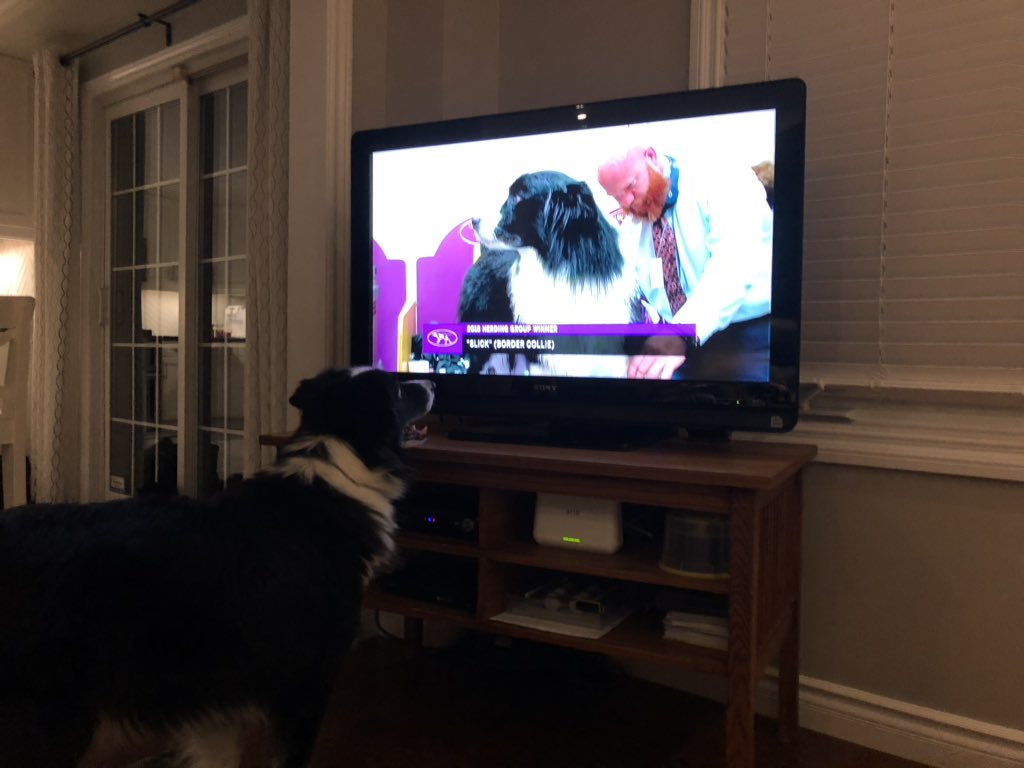 SheriLG_'s tweet photo. #BestAtHomeContest Sampson wants to meet his competition #bordercollie #WKCDogShow https://t.co/kRRK8UvJOn