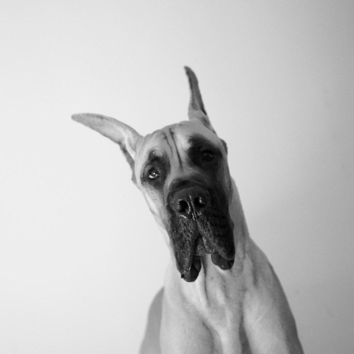 ZacErnst's tweet photo. #bestathome "Monday" the Great Dane with his trademark quizzical expression. https://t.co/RhBsYFpA2F
