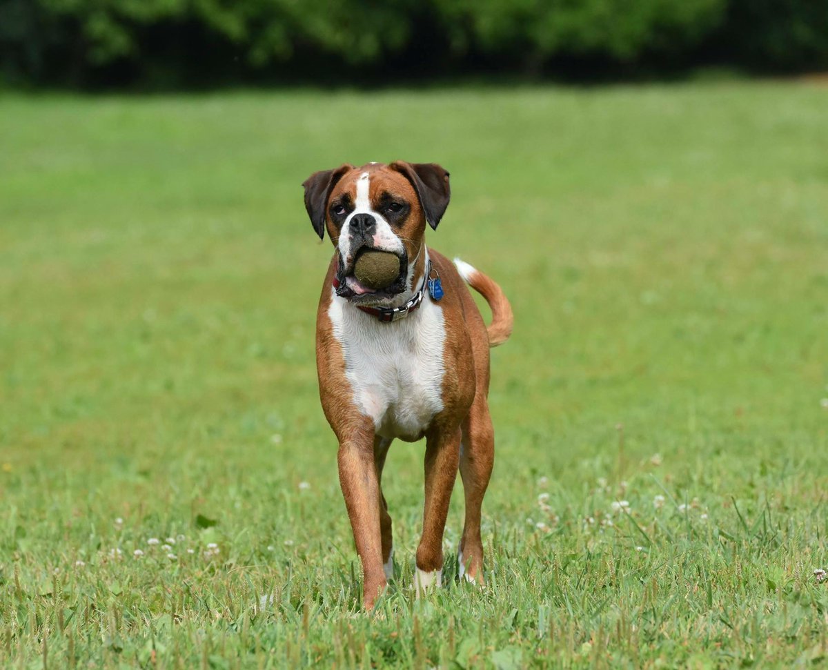 galindo29's tweet photo. #WKCDOGS #BestAtHomeContest #boxerpower https://t.co/oZ0VZRcr8I