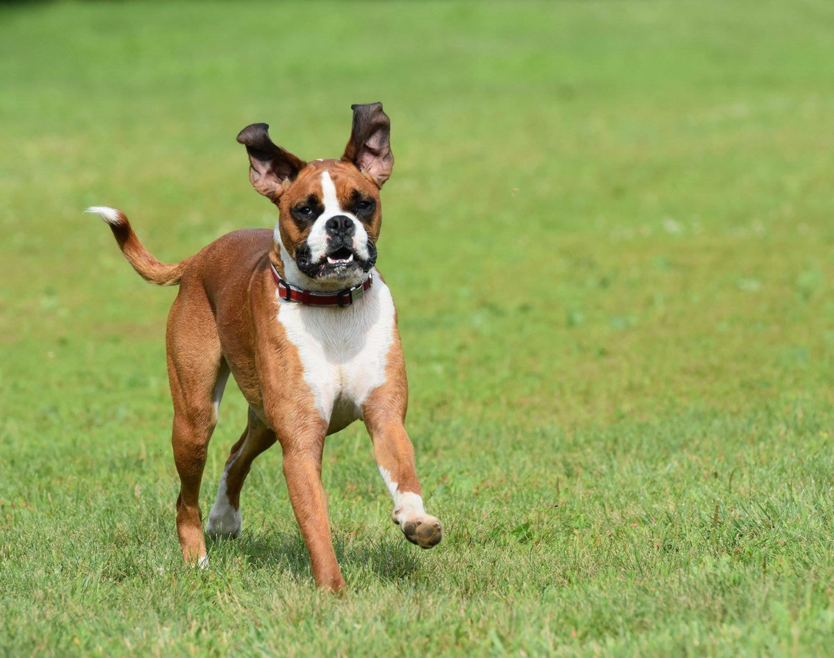 galindo29's tweet photo. #WKCDOGS #BestAtHomeContest #boxerpower https://t.co/oZ0VZRcr8I