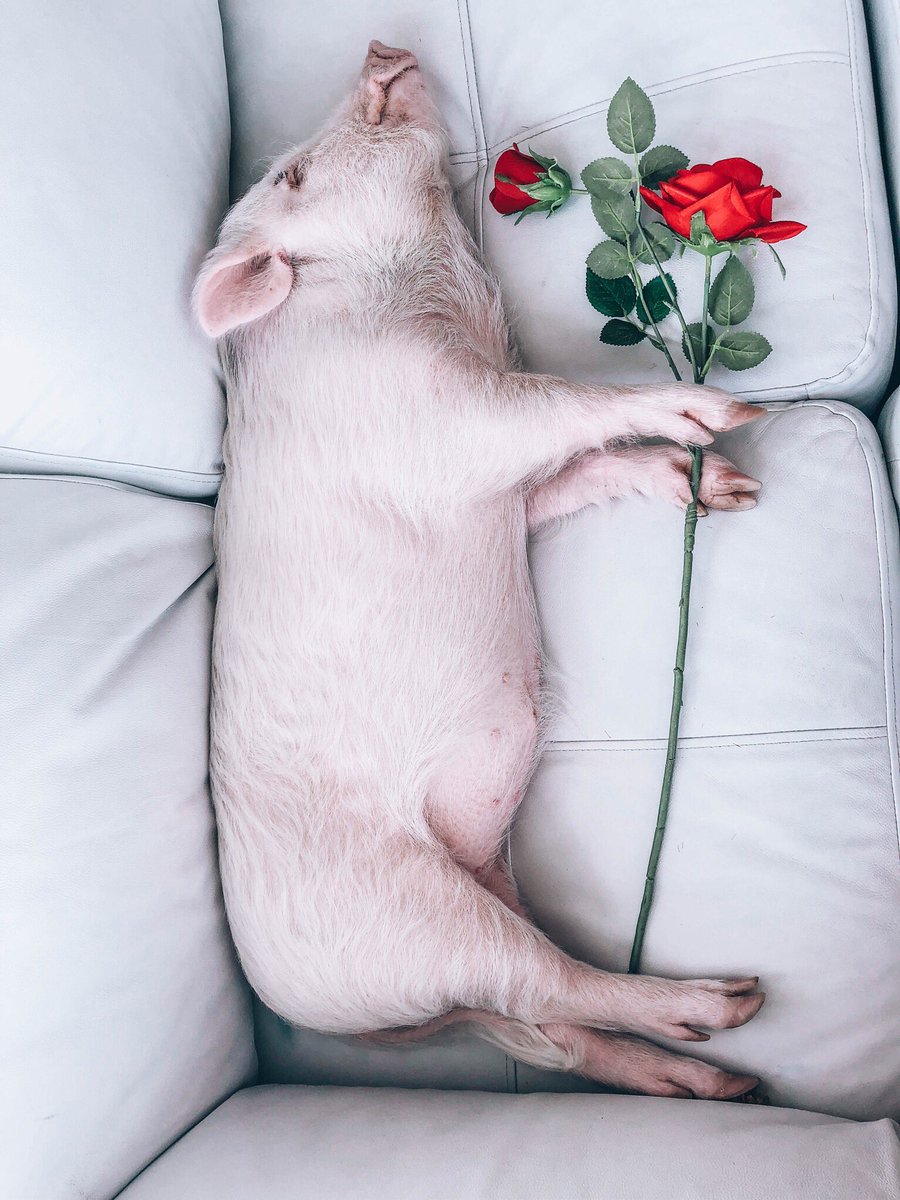 Be my Juliet and I’ll be your Romeo🐷🌹