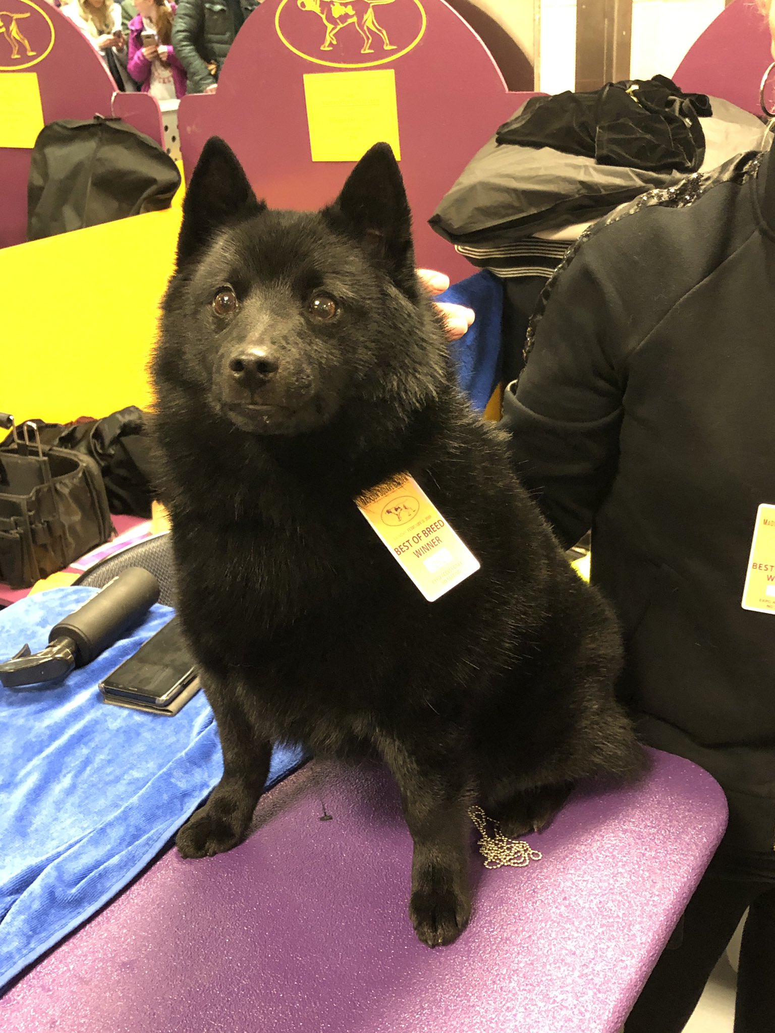 colton the schipperke