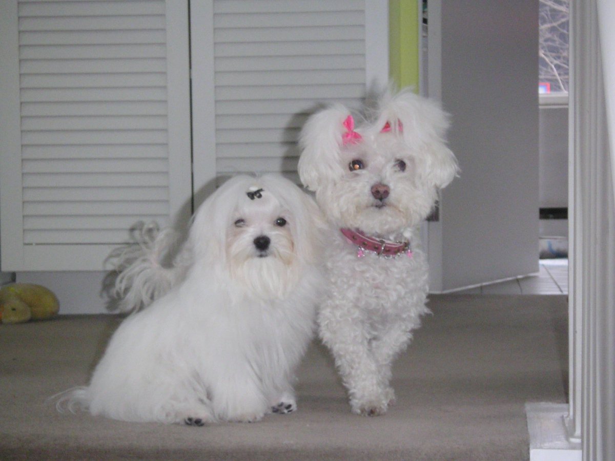 #BestAtHomeContest #weatminsterdogshow #iamatwestminster #maltese #bichonfrise