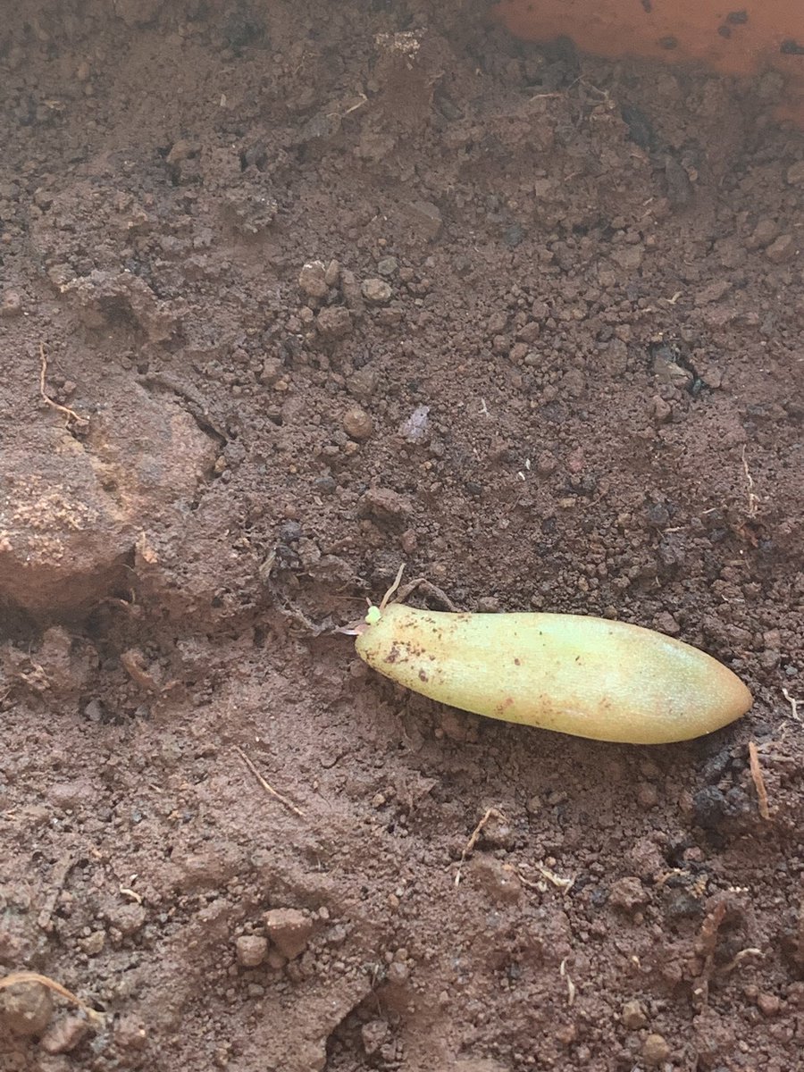 This leaf has a little baby!! #gardenlove #SpringHasSprung