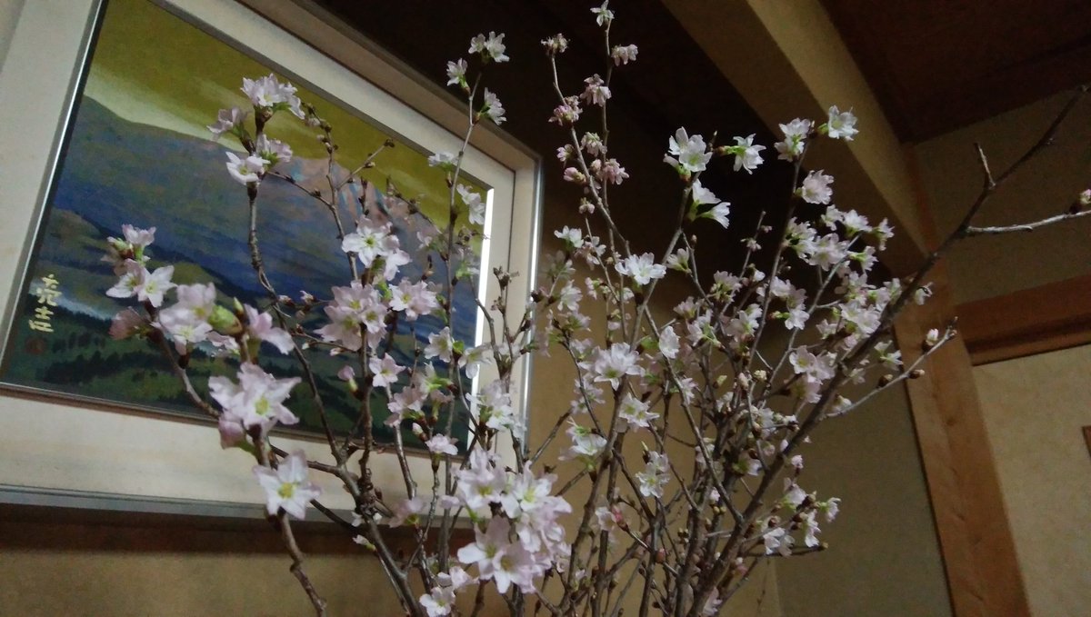 mankyu320's tweet image. 筑北村は桜の産地。温室で開花調整をして各イベントで使われます。