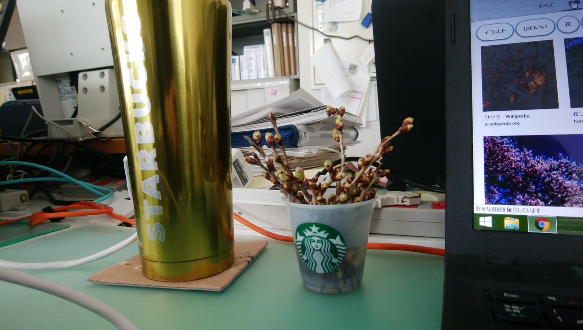 mankyu320's tweet image. 規格外品をデスクに持ち込んで楽しむ。蕾が少しずつ大きくなるのが楽しい(^^)
#桜