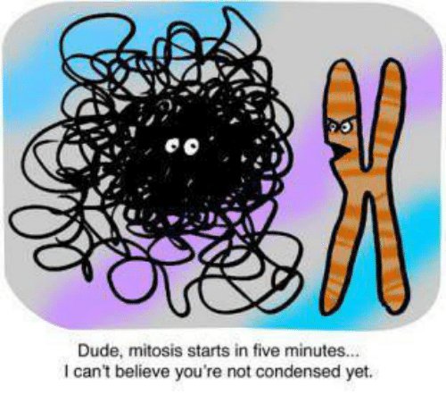 kjobio96's tweet image. Just finished teaching mitosis, and my cooperating teacher emailed me this meme. Love it! #KSCBio #MemeTeam