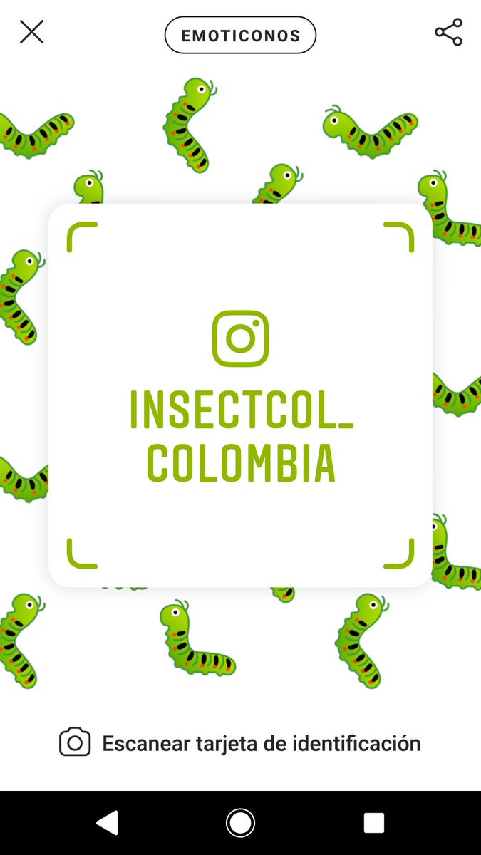 Insectcol's tweet image. Siguenos en Instagram 🐛