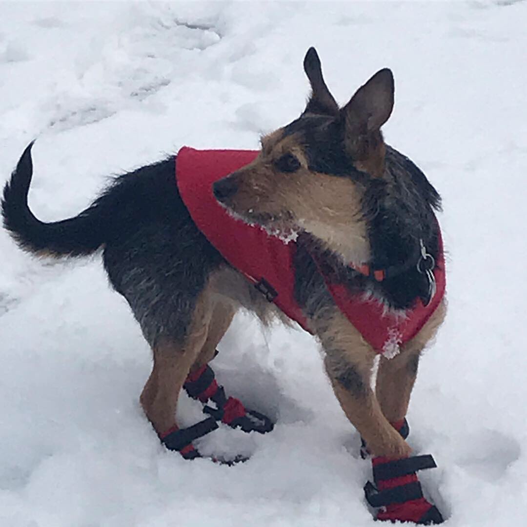 sptallman's tweet photo. Snow, but Noci makes it fashion #seattlesnowstorm https://t.co/SVxNBZ0xVJ