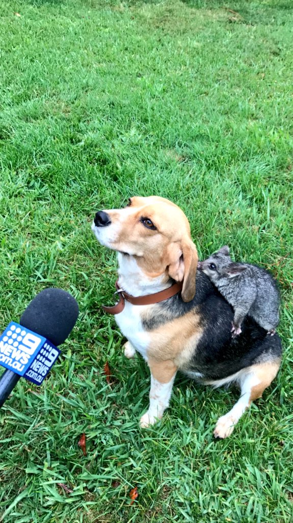 jogilvie_9's tweet image. Molly the beagle has adopted an abandoned baby possum, just days after losing her own litter of puppies. The furry friendship formed on a Western Victorian cattle farm. Details on @9NewsWesternVIC @9NewsMelb