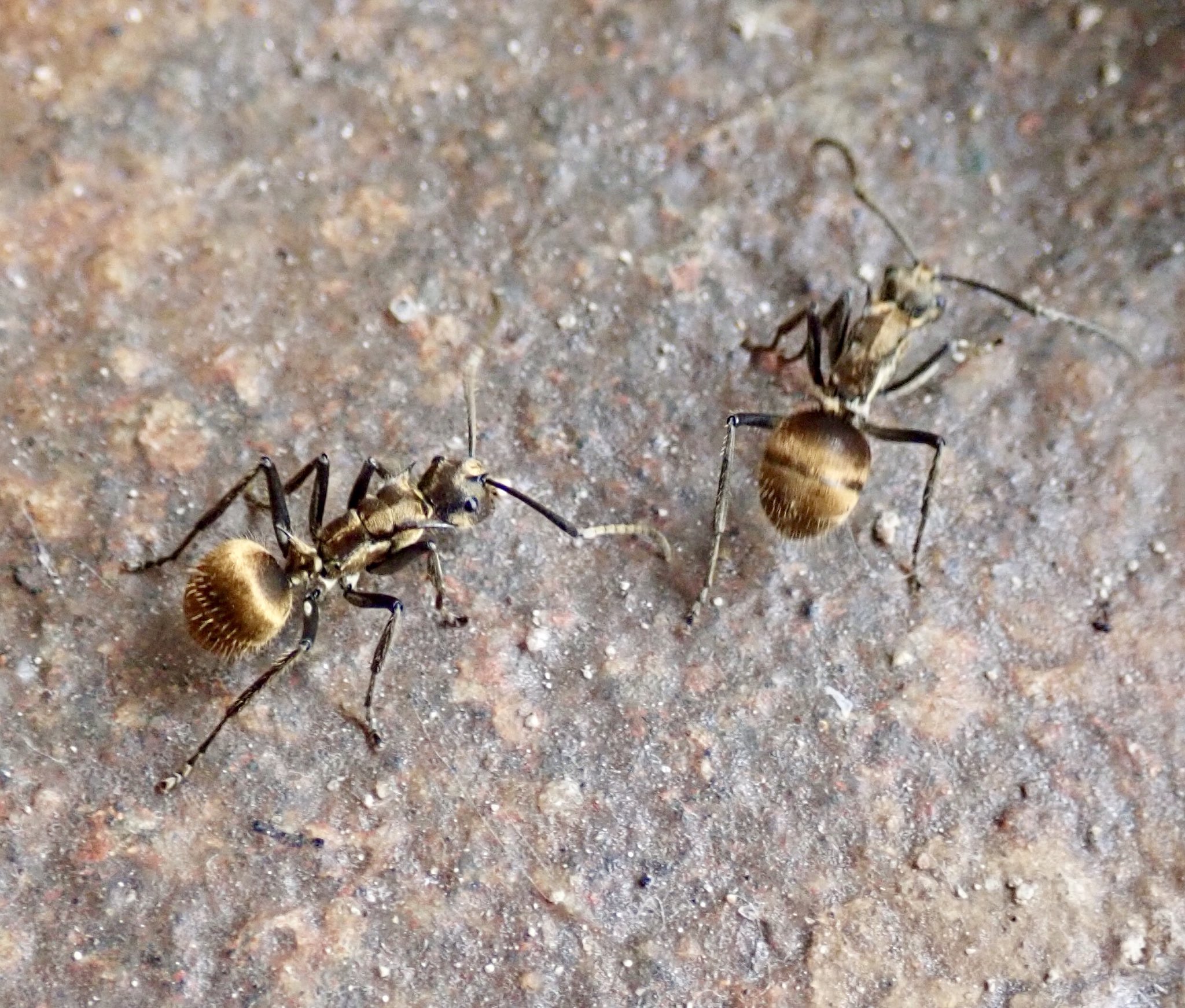 うさこ 大好きになってしまったアリ 川沿いの宿の外で撮影 金色に輝くボディ 柔らかそうなファー 肩と腰の鋭いトゲ 長い触覚 カッコイイ 美しい と追いかけ回してしまいました トゲアリの仲間と思われる 東