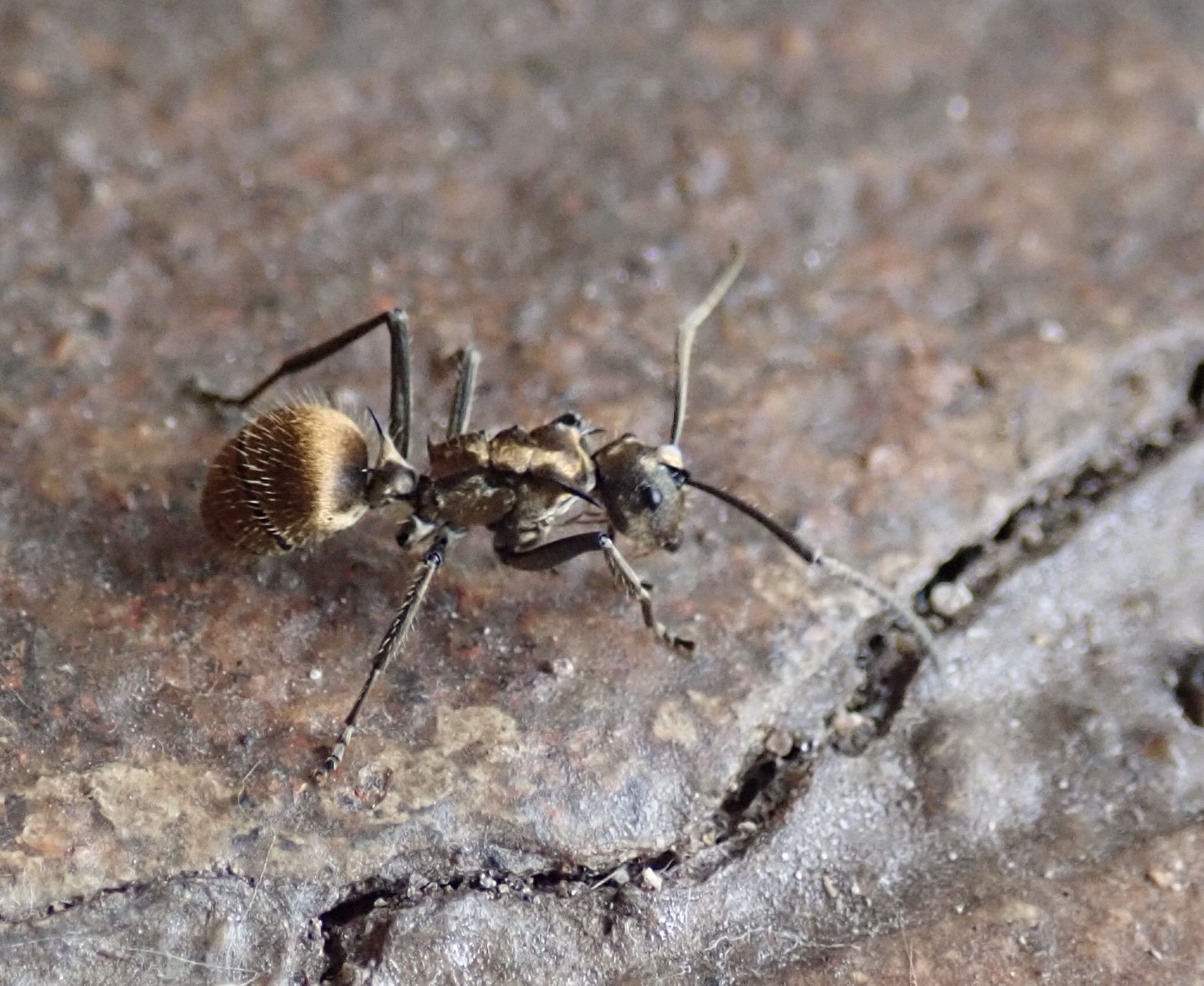 うさこ 大好きになってしまったアリ 川沿いの宿の外で撮影 金色に輝くボディ 柔らかそうなファー 肩と腰の鋭いトゲ 長い触覚 カッコイイ 美しい と追いかけ回してしまいました トゲアリの仲間と思われる 東アフリカ マサイマラ 教えて虫の