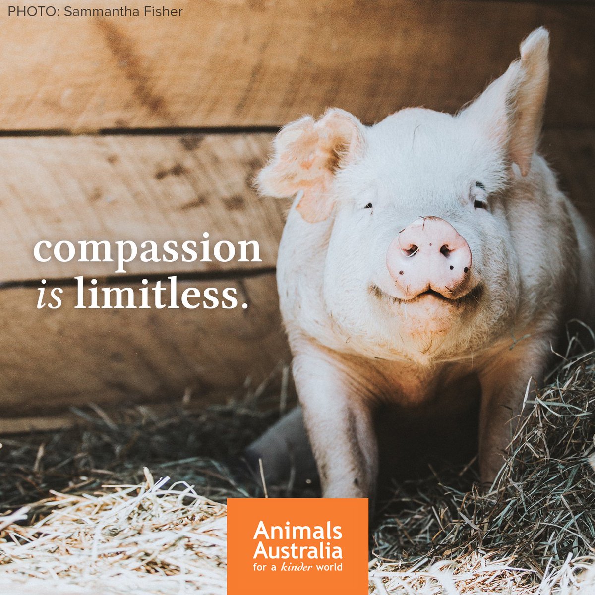 AnimalsAus's tweet photo. ...and needed. #CompassionisLimitless https://t.co/0wIJWCI0Cn