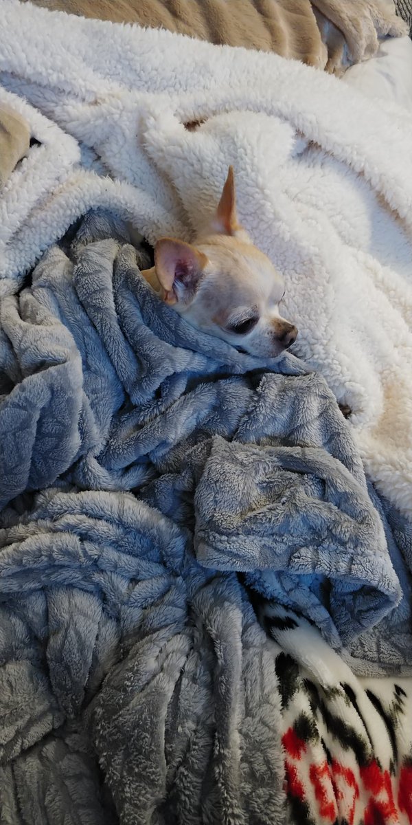 SupaChito's tweet photo. When it's cold out and your never want to leave the warm security of your blankets. #dogs #dogsofmixer https://t.co/lY7tLcppTh