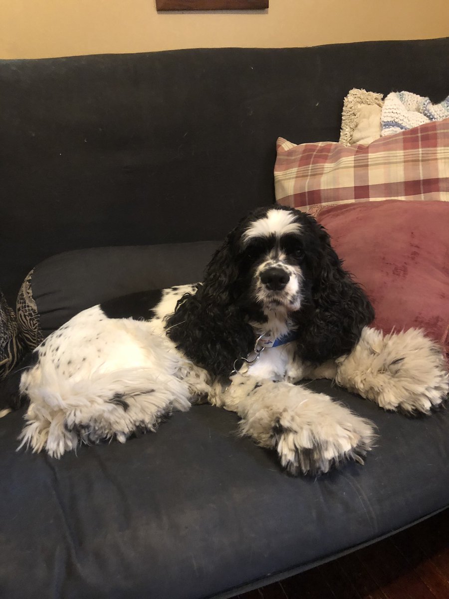 goldddeey's tweet photo. #WKCDOGS https://t.co/Z9JYIEvS0j