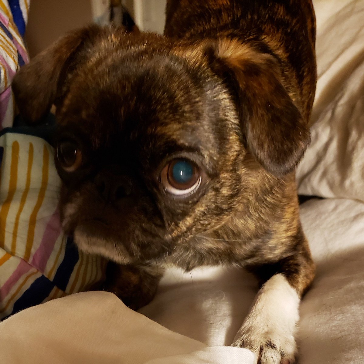 funaek's tweet photo. "I'm not a monster! I'm a sweet, innocent lil puppy, see?!" #monstermonkey #monkeymonster #youdontfoolme https://t.co/I25xx75hy6