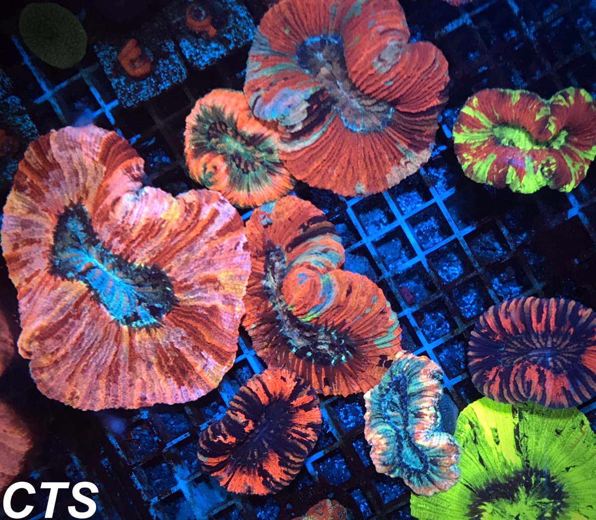 オオバナサンゴレインボー