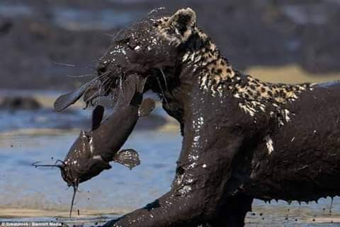 edudee254's tweet image. Lesson learnt 

&quot;Never be ashamed of your hustle, no one will feed you if you are broke. 
Be dirty to get your food instead of clean and hungry.

#DiamondPropertiesScam