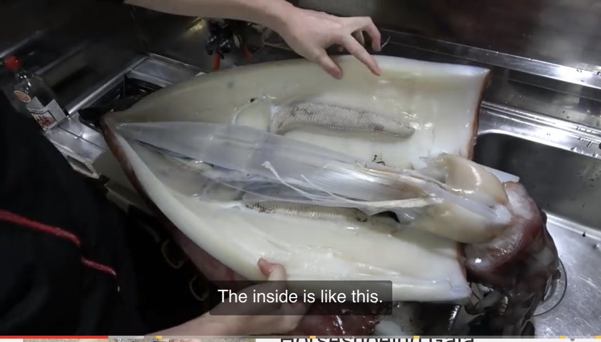HoodxoCalum's tweet photo. If you’re wondering what a Squid looks like on the inside here ya go https://t.co/TxluMLTyUD