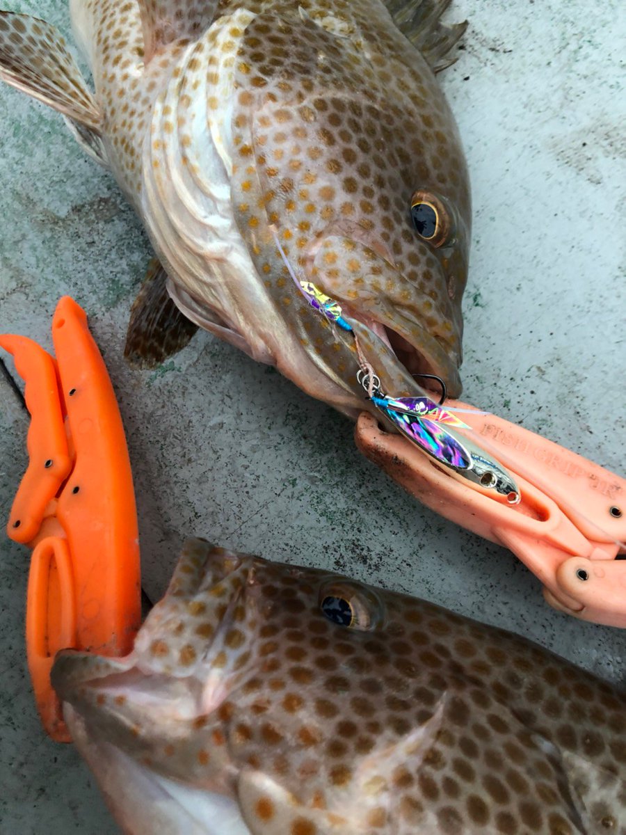 GearLab_jp's tweet photo. ハタ🌅ハタ🤤ハタ🙆♂️ハタ🐟ハタ❗️
バナナカラー効いてます🍌
#fishing #釣り
#マイクロフリップ #microflip
#鹿児島 #錦江湾
#マイクロジギング #microjigging
#slj
#ギアラボ #gearlab
#ソルトルアー #lure https://t.co/xlr4Q8oZX9