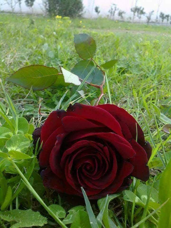 dhirghambasrah's tweet image. 