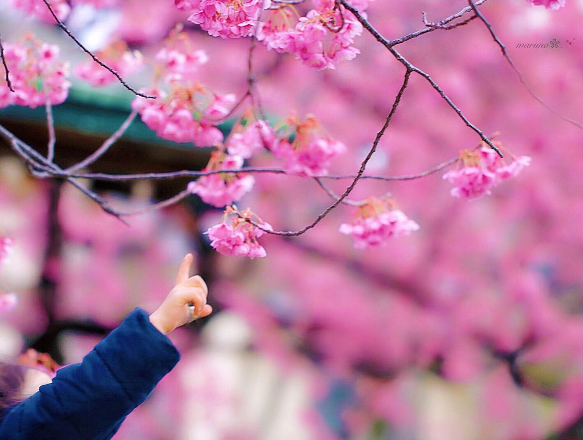 marimo2525bu's tweet photo. ♡°ℓσνє࿐୨୧♡
   ちっちゃい
   ちっちゃい
       [もみじと桜.:*🌸¨̮］

   夢いっぱいの
   ちっちゃなお手手..

   未来に繋ぐ
   ちっちゃなお手手..¨̮
            ♡°ℓσνє࿐୨୧♡

   ✩目黒川沿い
               #寒緋桜 🌸¨̮✩ https://t.co/lWqPPh9tkm