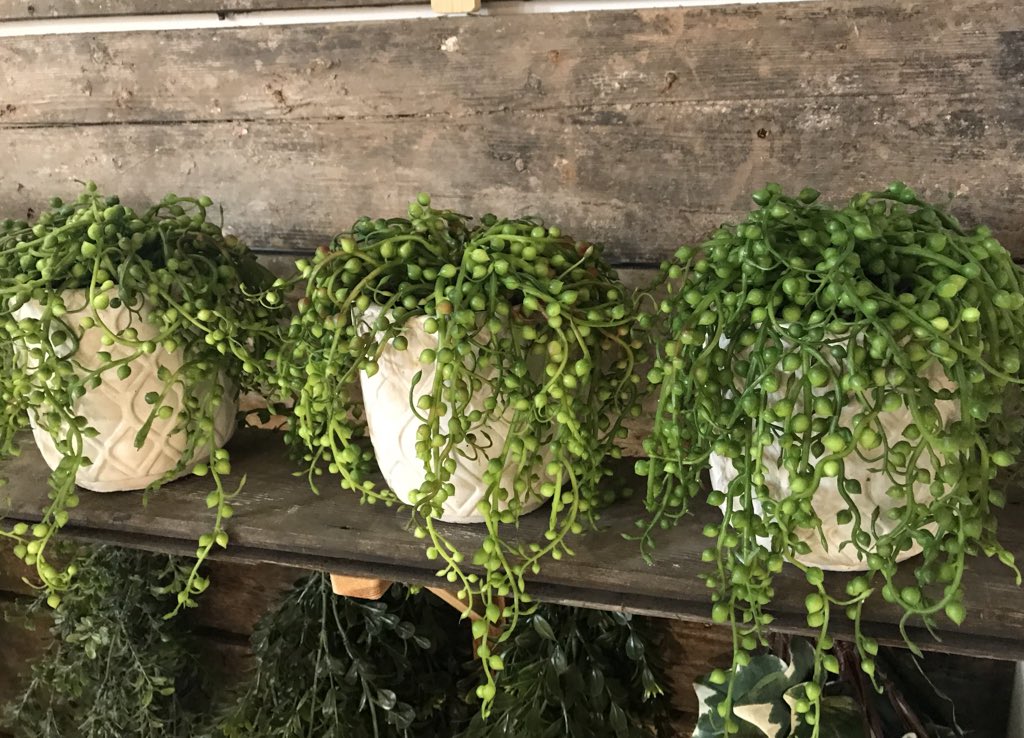 iwantplants's tweet image. One’s lovely but a collection of these replica #StringofPearls plants make a great impact! 💚
Perfect for either restaurants or offices. #officeplants #replicaplants #SenecioRowleyanus #iwantplants #manchester