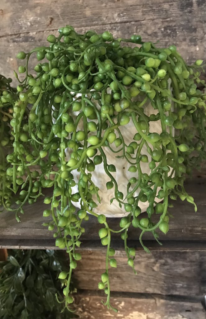 iwantplants's tweet image. One’s lovely but a collection of these replica #StringofPearls plants make a great impact! 💚
Perfect for either restaurants or offices. #officeplants #replicaplants #SenecioRowleyanus #iwantplants #manchester