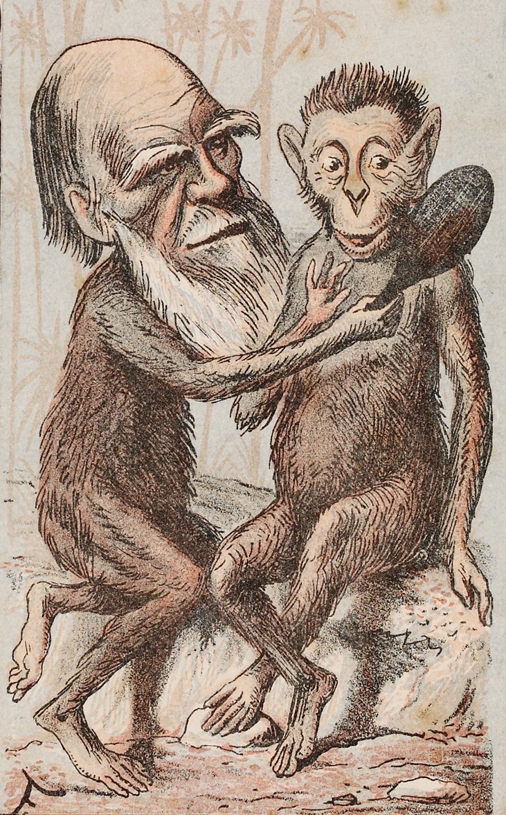 дарвин обезьяна. теория дарвина рисунок лёгкий. дарвин обезьяна человек. теория дарвина мартышки. дарвин обезьяна.