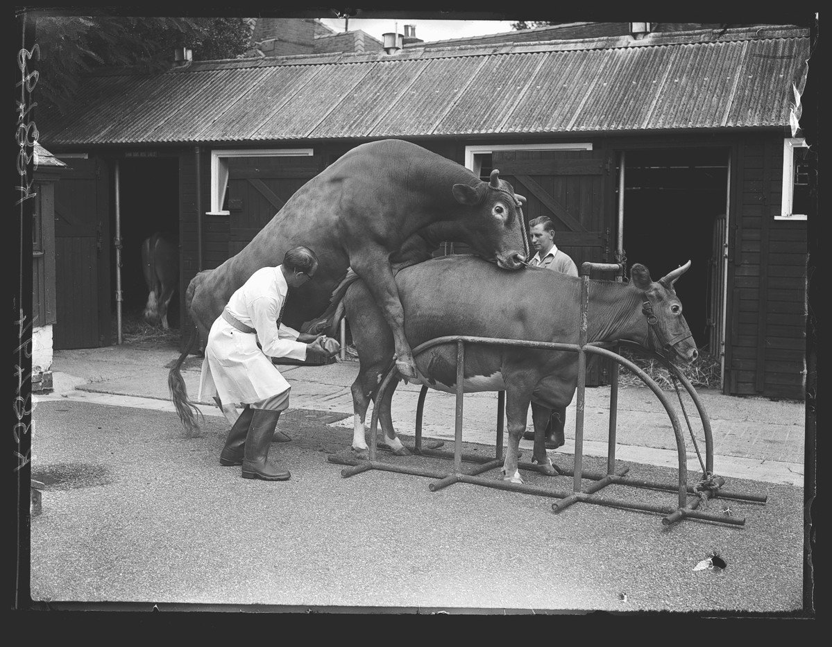 A black and white photograph of a bull mounting a cow, with a man in a white coat collecting the sperm in an artificial vagina.