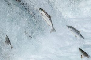 sas_nordic's tweet image. How is an analytical model like a wild salmon 🐟? Let&apos;s discuss further at our Nordic SAS Forums #SASNF blogs.sas.com/content/hidden… #analyticslifecycle #analytics