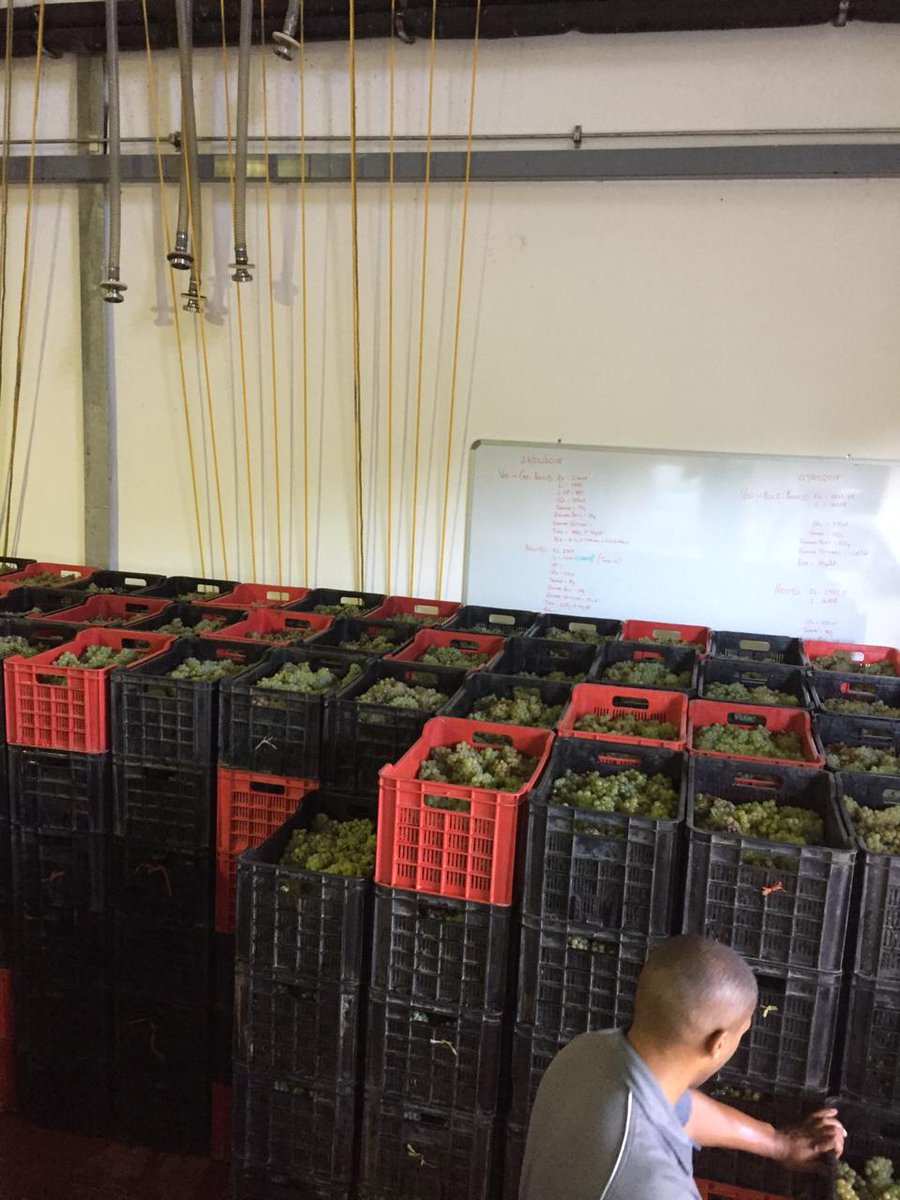 eaglesnestwines's tweet image. After enjoying an ultra-scenic drive from Hermanus to Constantia, our #Stonefields #SauvignonBlanc bunches arrived at the cellar yesterday and went straight into the press to celebrate! #Harvest2019