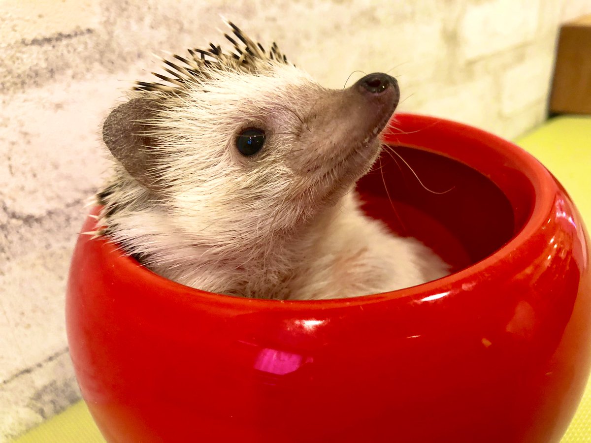 ハリネズミ専門カフェ Harry Wood ハリーウッド 名古屋栄店 בטוויטר ふぃ お風呂は癒されるね 私 あおいくん それは植木鉢だよ ツッコミどころ満載 可愛さの極み 総選挙ぜひあおいくんに1票を 温泉行きたい 岩盤浴もいいな ハリーウッド ハリネズミ専門カフェ Harry Wood ハリーウッド 名古屋栄店 בטוויטר ふぃ お風呂は癒されるね 私 あおいくん それは植木鉢だよ ツッコミどころ満載 可愛さの極み 総選挙ぜひあおいくんに1票を 温泉行きたい 岩盤浴もいいな ハリーウッド