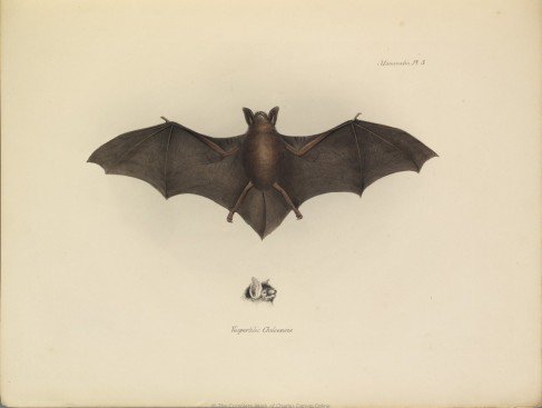 _BCT_'s tweet photo. Today is #DarwinDay2019 which marks the 210th anniversary of Charles Darwin's birth and is used to celebrate and promote science. Here are three drawings from "The zoology of the voyage of H.M.S. Beagle" (1839), edited by Darwin. thanks to @BioDivLibrary https://t.co/euHfCcGgR1 https://t.co/sQc6hIILOL