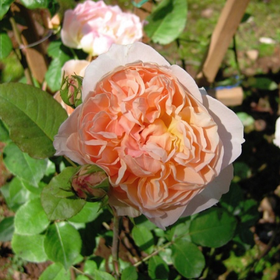 天空のバラ園 園主 アプリコット パルフェ Apricot Parfait Aussaucer T Co 13wgmqaq3b エブリン Evelyn の名で販売されていたが現在ではイングリッシュローズのカタログからも消えたいわゆる ヒストリカル 品種 1991年作出 名は香水会社に