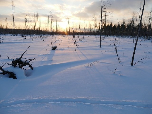 experimental analysis of insect