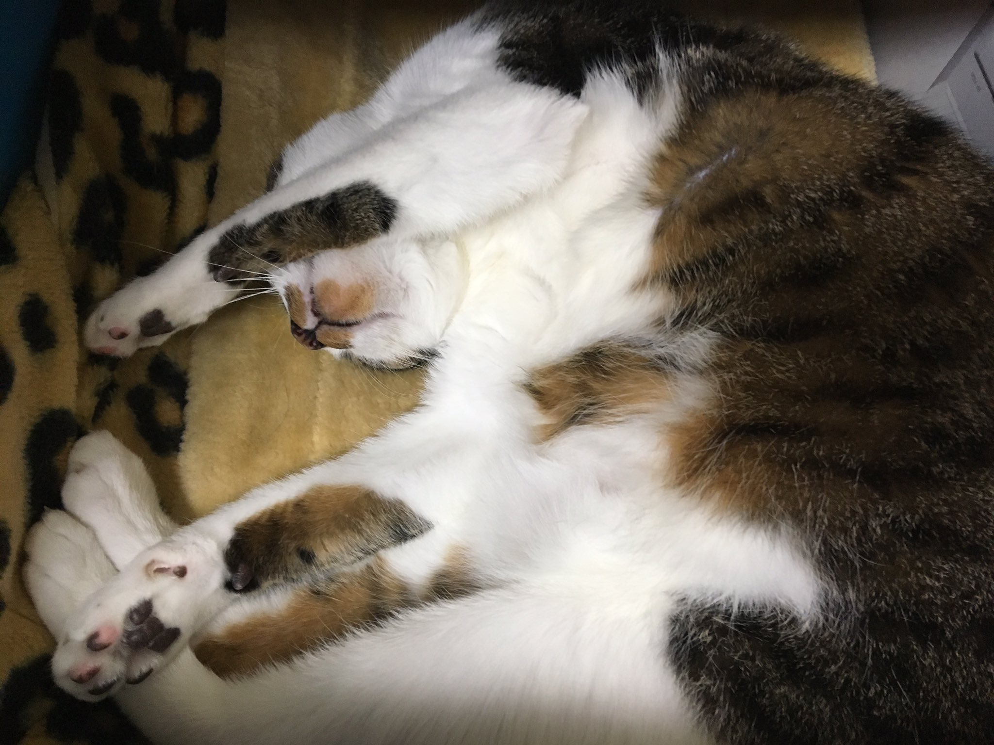 猫知覚過敏症 Twitter Search Twitter